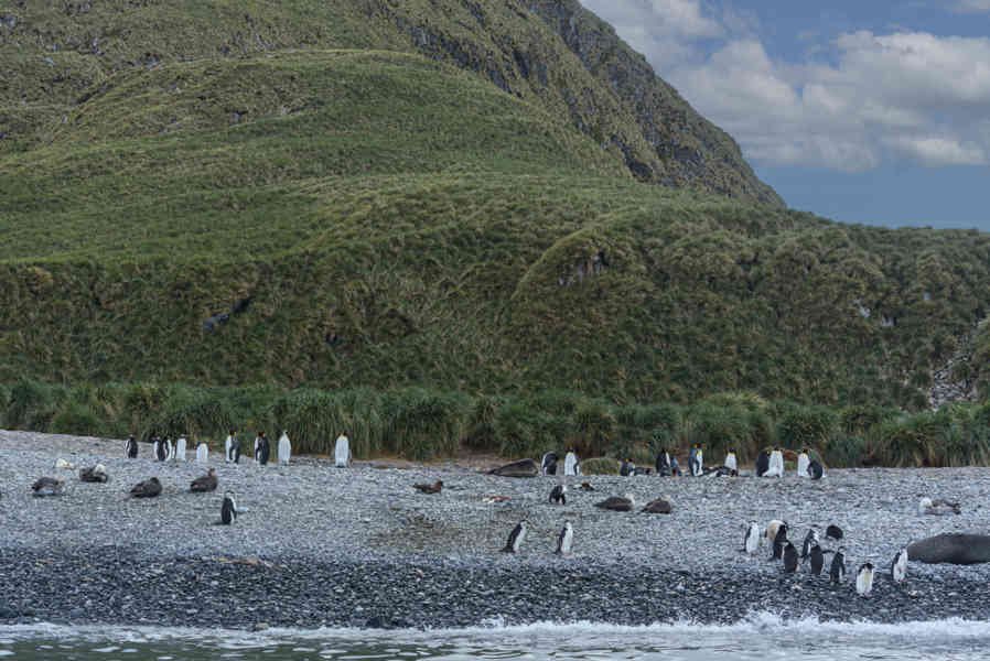 Pingüino Chinstrap - islas Georgias del Sur 02.jpg